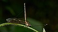 * Nomination Ascalaphidae --Jkadavoor 03:19, 5 July 2017 (UTC) * Promotion Good quality. -- Johann Jaritz 03:22, 5 July 2017 (UTC)
