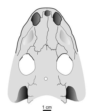 <i>Aspidosaurus</i> Extinct genus of amphibians