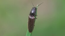 Bestand: Athous haemorrhoidalis.ogv