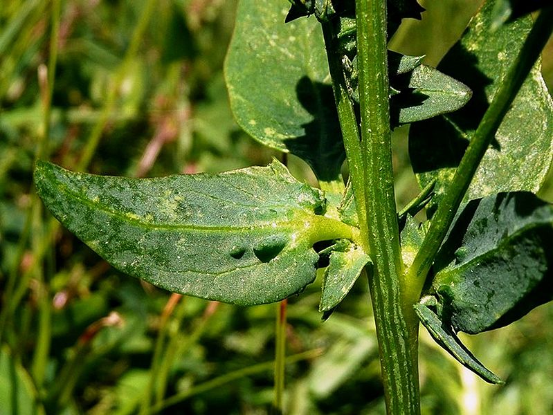 File:Atriplex longipes 4 VB Rügen 8-2008 (Eckhard Garve).jpg