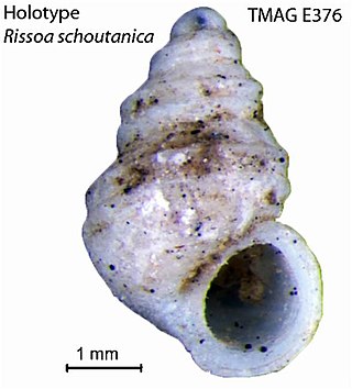 <i>Attenuata</i> Genus of gastropods