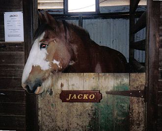 The Clydesdale known as Jacko who retired to a farm near Northam in December 2005 Avondalefarm jacko.jpg