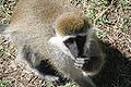 Vervet monkey at lakeside park in Awasa, Ethiopia.