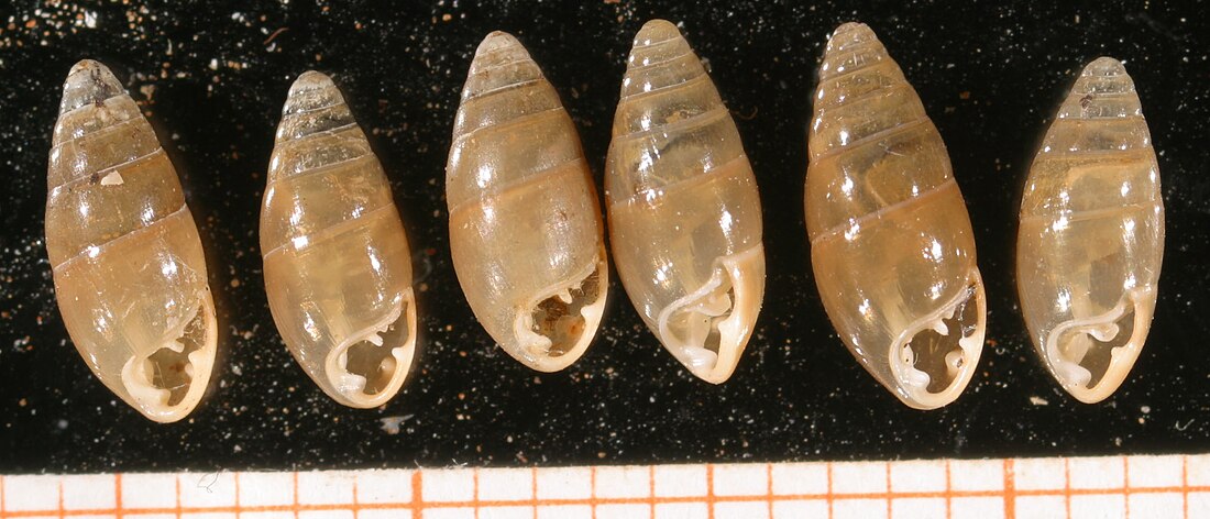 Azecidae