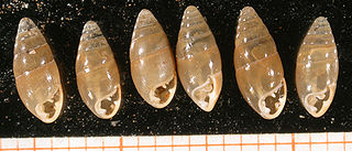 <i>Azeca</i> Genus of gastropods