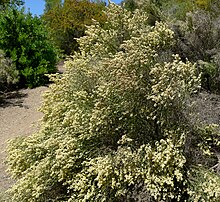 Baccharis articulata 1.jpg