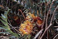 Banksia drummondii