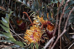 Banksia drummondii-2.JPG