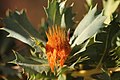 Banksia sessilis flower no 1395.jpg