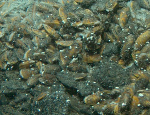 Bathymodiolus thermophilus.png