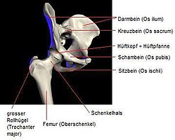 Becken, Oberschenkel und Hüftgelenk