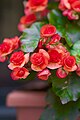 Begonia (Begonia elatior).