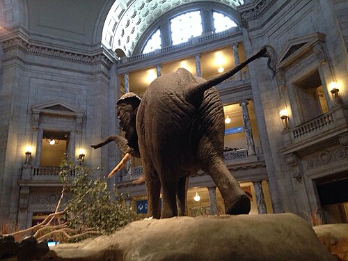 Behind a statue in science museum of Washington.