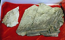 Feather impressions from the holotype of Beipiaosaurus Beipiaosaurus-Paleozoological Museum of China.jpg