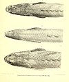 Beiträge zur Kenntniss der Fische Afrika's (II) und Beschreibung einer neuen Paraphoxinus-Art aus der Herzegowina (1882) (20363273335).jpg