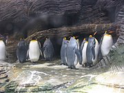 The King Penguins are housed in a refrigerated compartiment