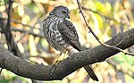 Miniatura para Accipiter virgatus