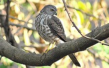 Besra Sparrowhawk.jpg