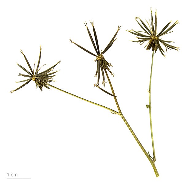 File:Bidens subalternans MHNT.BOT.2008.1.10.jpg