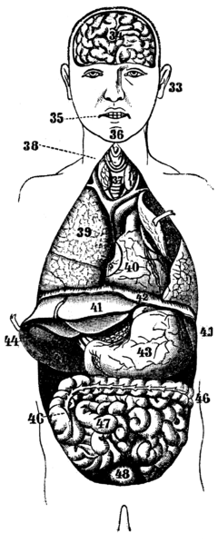 File:Bildtema organ.png