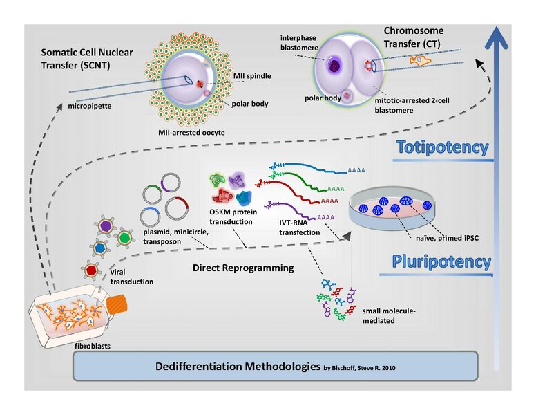 File:Bischoff SR - Nuclear Reprogramming.pdf