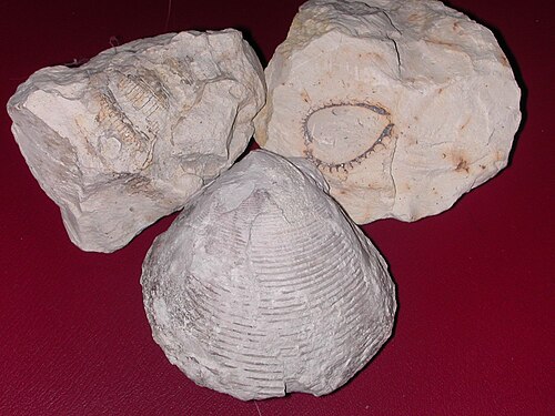 Coral and bivalves of the Comanche Peak Limestone, Waco, Texas, USA.