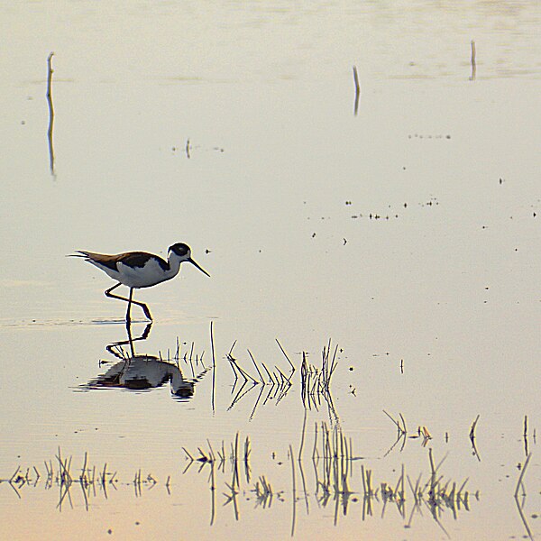 File:Black-Necked Stilt (50635614273).jpg