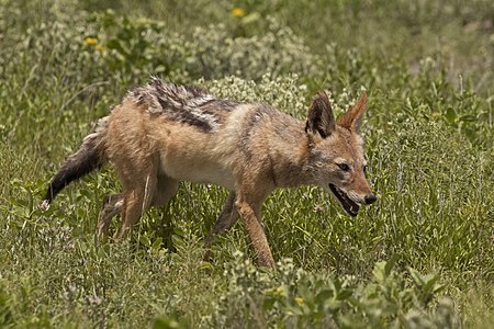 Black-backed jackal (Canis mesomelas mesomelas)