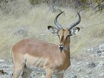 Lijst Van Herkauwers In Afrika: Familie dwergherten (Tragulidae), Familie hertachtigen (Cervidae), Familie Giraffidae