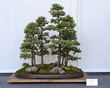 Bonsai skog av Kvitgran (Picea glauca densata).