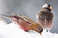 Black and Brown Rosy Finches 9388.jpg