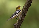 Thumbnail for File:Blackburnian Warbler (30101520135).jpg