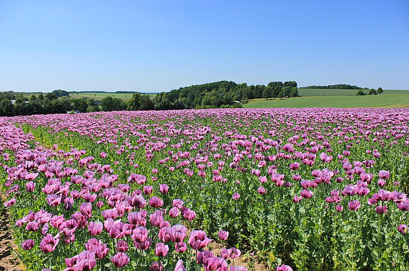 File:Blaumohn.(Papaver somniferum) bei Callenberg in Sachsen.IMG 8010WI.jpg