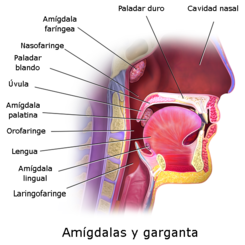 Blausen 0861 Tonsils&Throat Anatomy2-eng.png