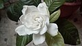 Fasi di fioritura del fiore di gardenia (4 di 6)