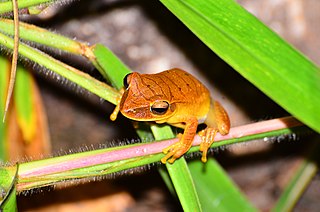 <i>Boana paranaiba</i> Species of frog