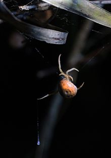 Bolas Spider - Mastophora bisaccata, Okaloacoochee Slough WMA, Floride.jpg