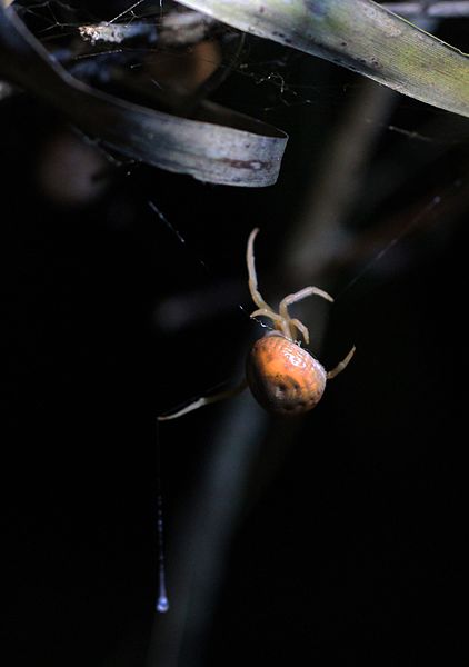 File:Bolas Spider - Mastophora bisaccata, Okaloacoochee Slough WMA, Florida.jpg