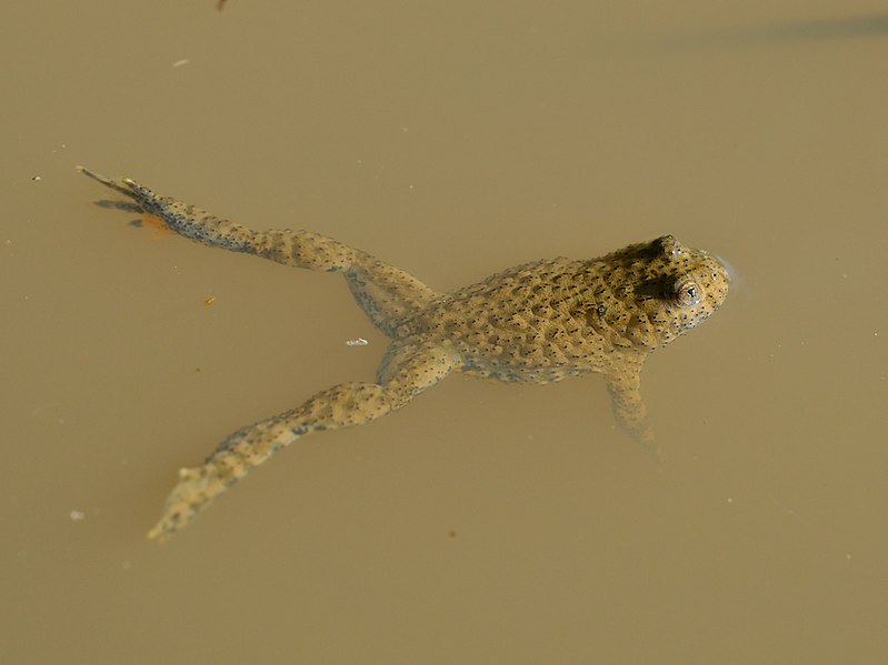 File:Bombina variegata in a puddle near Botevgrad, Bulgaria 05.jpg