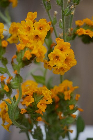 <i>Amsinckia douglasiana</i> Species of fiddleneck