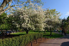 Boston Public Garden May 2018 001.jpg