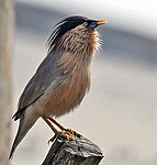 Brahminy Starling (Sturnus pagodarum) at Hodal I Picture 0123.jpg