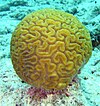 Brain coral.jpg