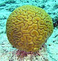 Corall cervell (Diploria labyrinthiformis)