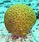 Brain coral.jpg