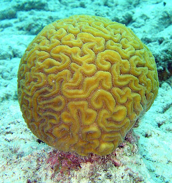 Diploria labyrinthiformis, a brain coral