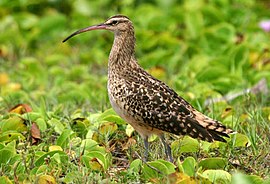 Zuudzêewulpe (Numenius tahitiensis)