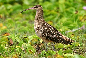 The bristle-thighed curlew is among the vulnerable species which occasionally visit Caroline Atoll. Bristle-thighed Curlew.jpg