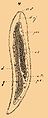 Brockhaus-Efron Echiuridea 4.jpg