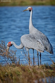 Brolga, Togetherness - Flickr - birdsaspoetry.jpg